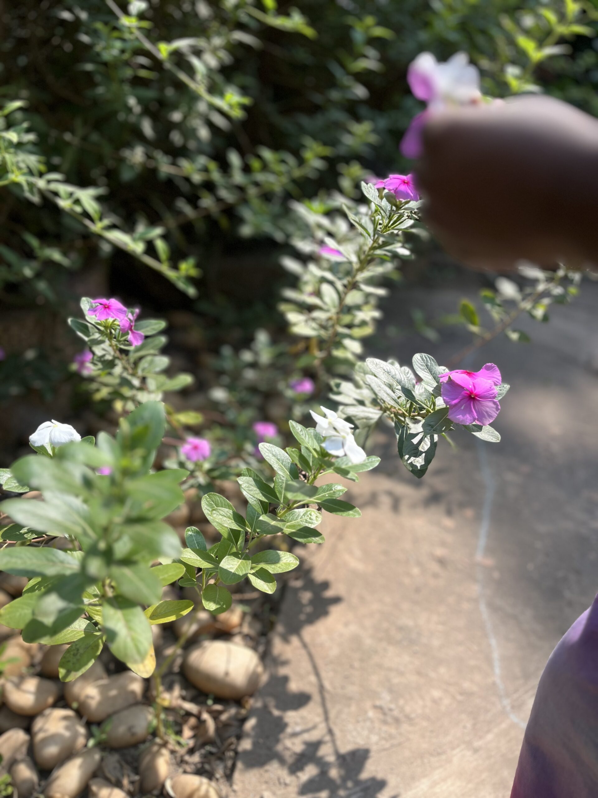 periwinkles blooming in the green garden.