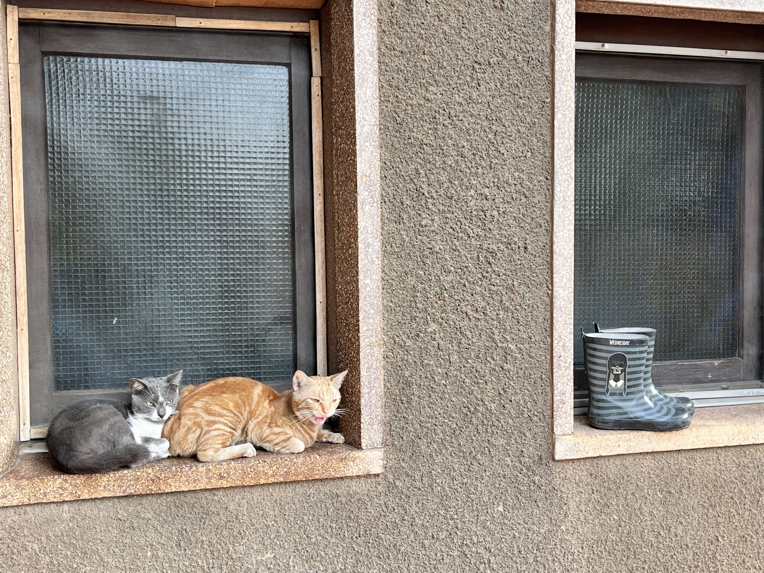 our outdoor cats.